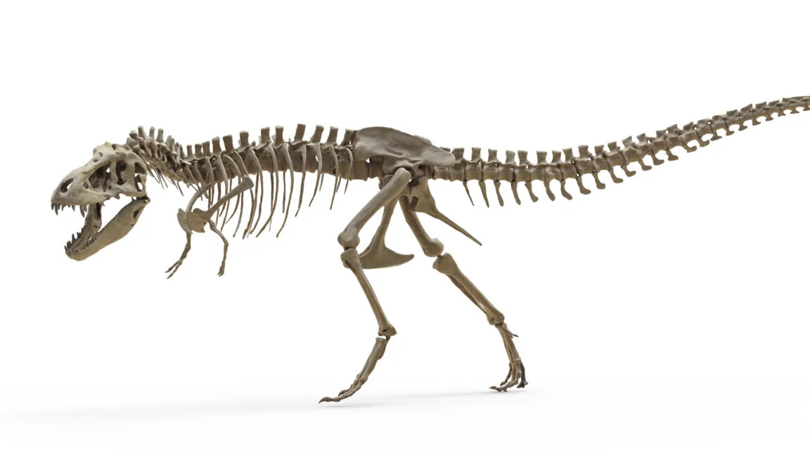 Dentes de T. rex indicam que animal era quente como um elefante