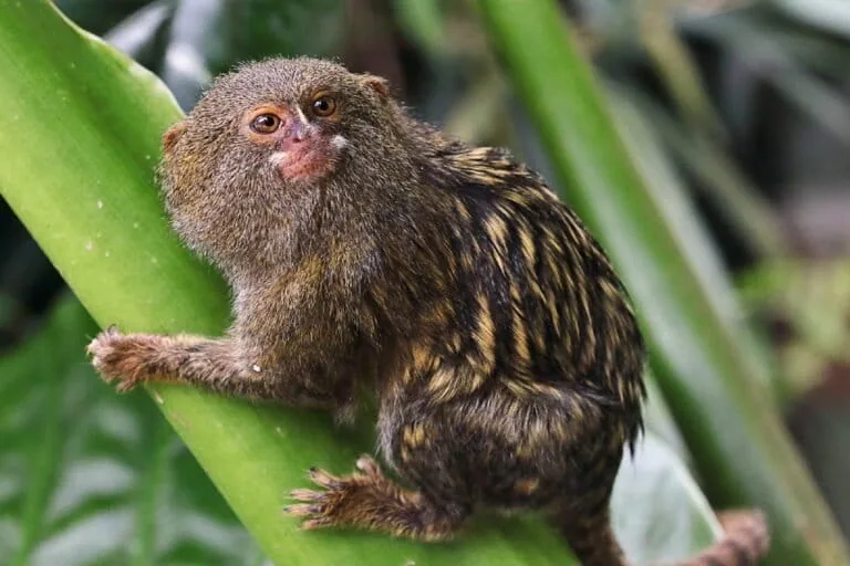 Indígenas e tecnologia unem esforços na busca por macacos minúsculos