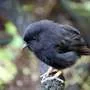 Black Robin É Escolhida como Aves do Ano na Nova Zelândia