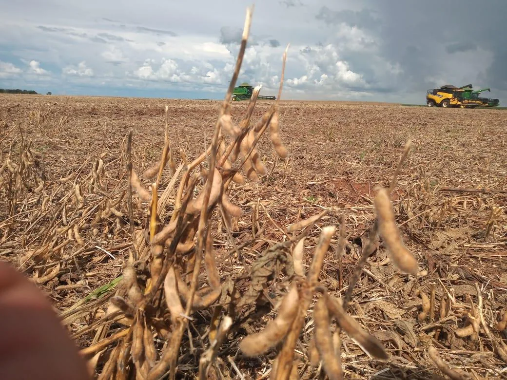 Aprosoja-GO e Faeg permitem antecipação do plantio de soja em Goiás