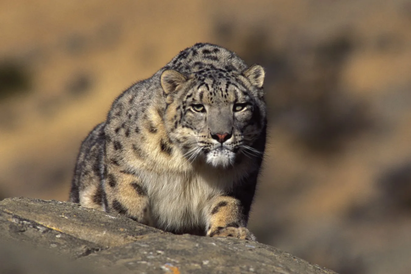 O Leopardo da Montanha: Desafios e Conservação