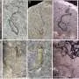 Microfósseis revelam comunidades marinhas após a Era Glaciar
