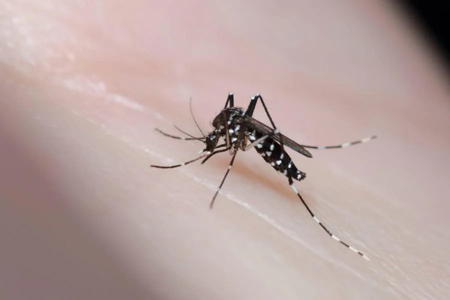 Mosquitos infectados com parasita liberados pela primeira vez na Europa