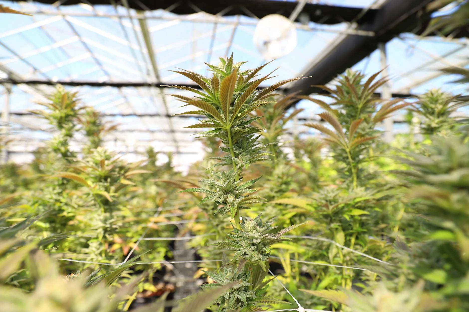 Prefeitura discute instalação de centro de cultivo de maconha medicinal