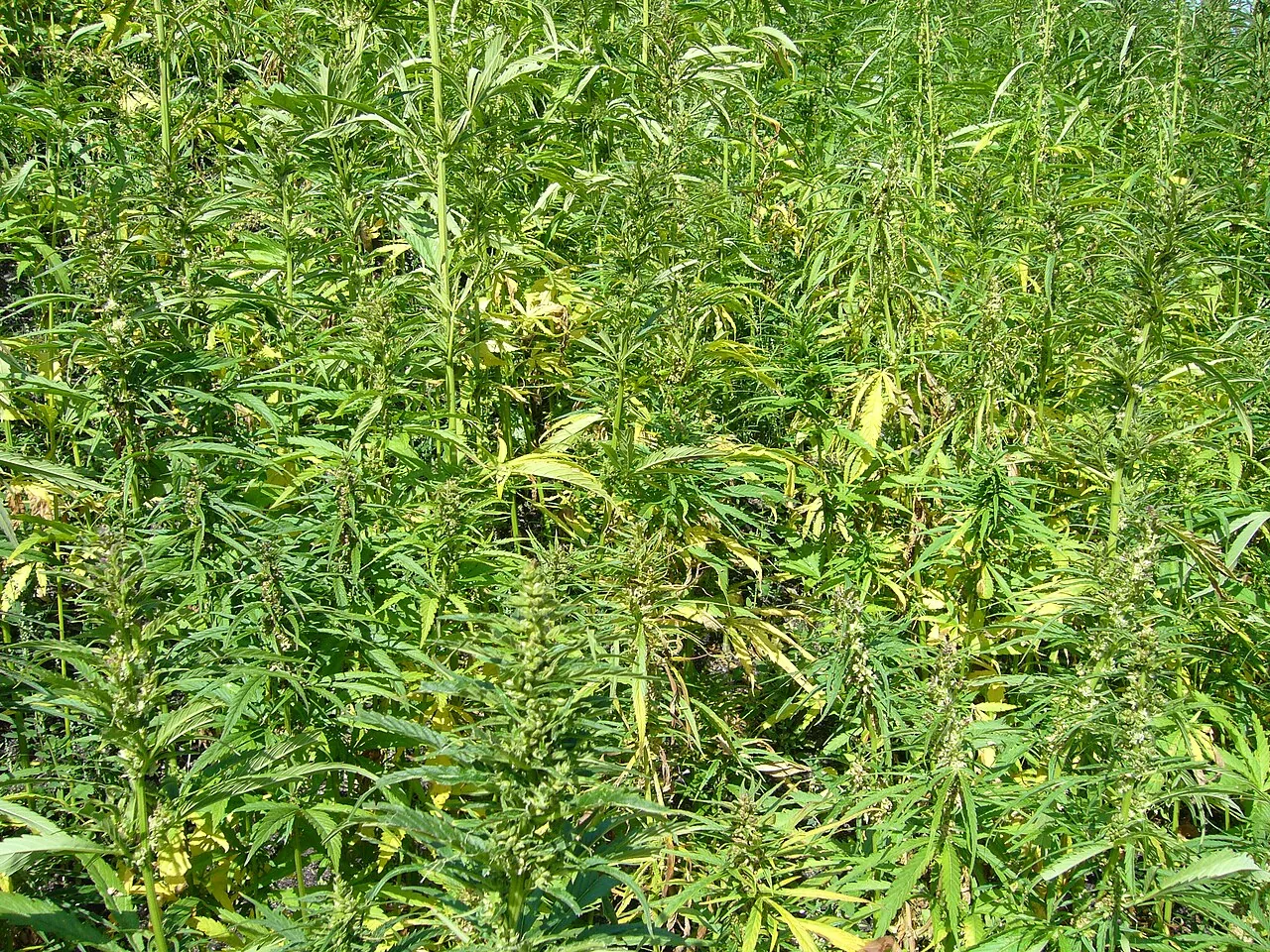 Passado esquecido: Brasil exportava maconha no passado