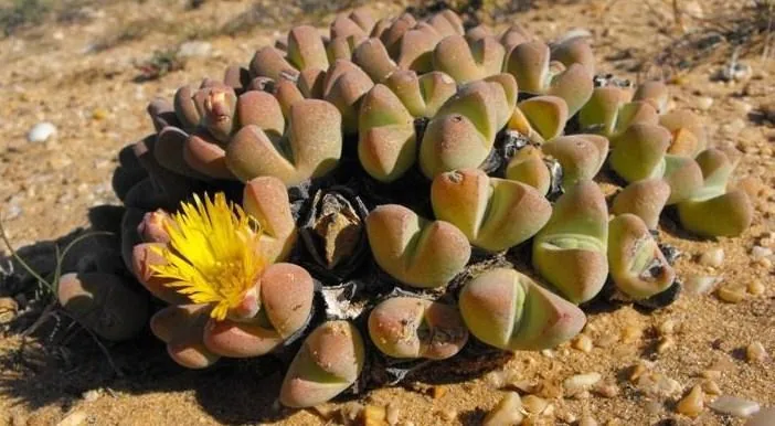 Espécie rara da África Austral é classificada como em perigo crítico devido à ameaça minera