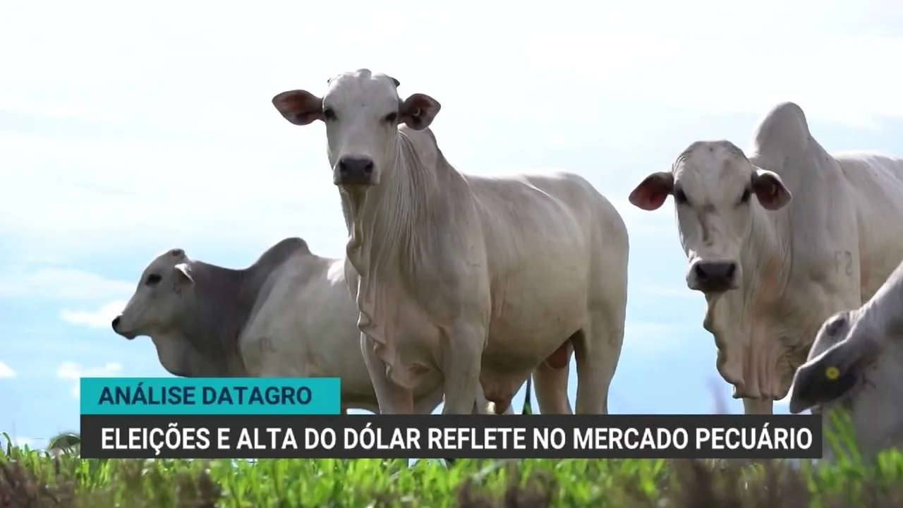 Eleições e alta do dólar impactam mercado do boi gordo, diz Datagro