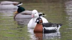 Declínio na coleção de aves em Castle Espie devido a avian flu e cortes orçamentários