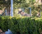 Conflito com coyote em bairro trendy de Los Angeles explode após criança ser atacada