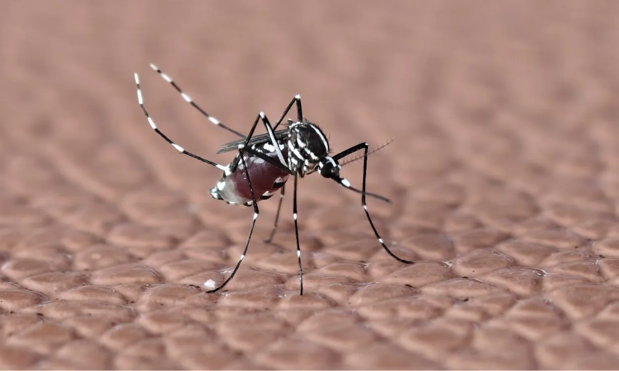 Professor de Biologia prepara estudantes para Enem com questões sobre dengue