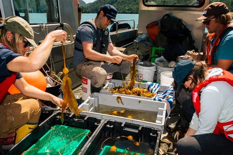 Partnership Restores Kelp Forests in Clayoquot Sound