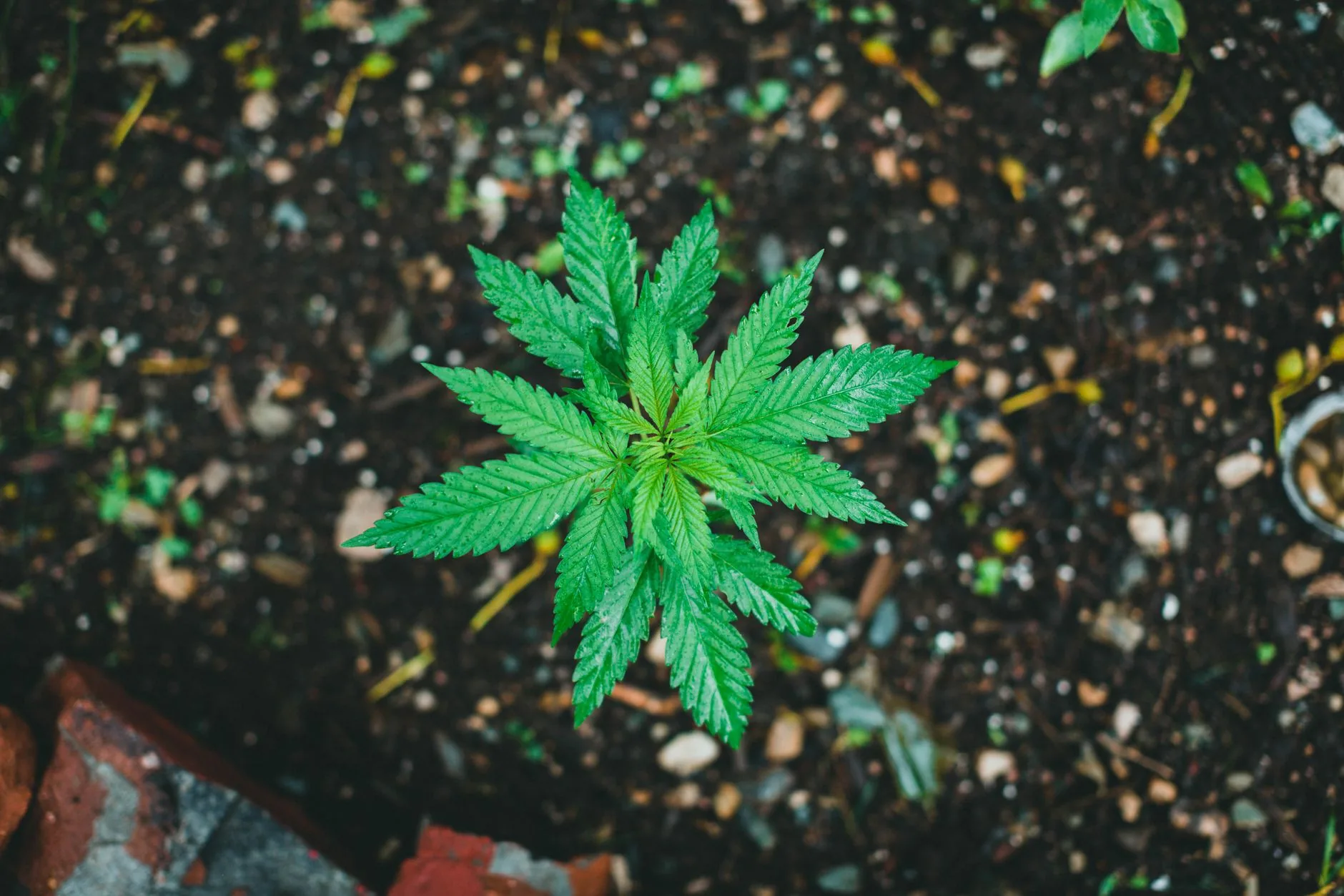 Advogados da cannabis medicinal se preocupam com possibilidade de dois anos sem acesso