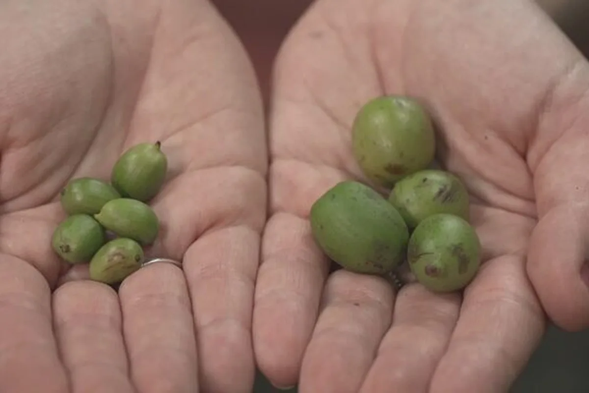 Café raro e gigante é descoberto na Amazônia