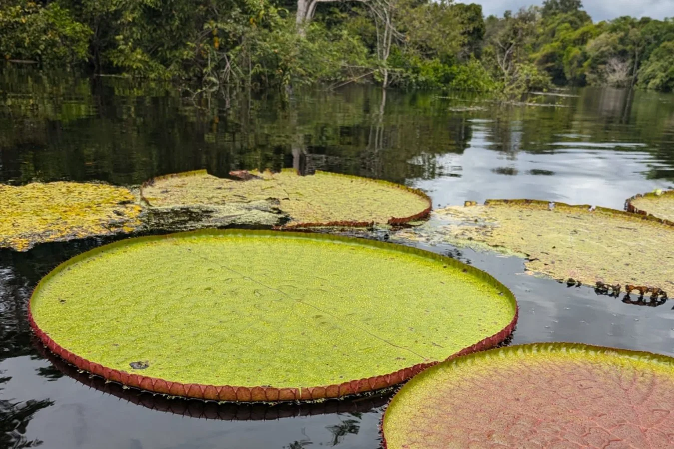 Novas espécies de nymphaea giganteas são descobertas