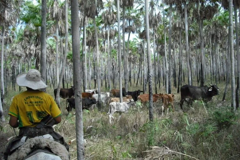 Paraguai atende prazo da ONU sobre gestão do Reservatório Biológico do Chaco