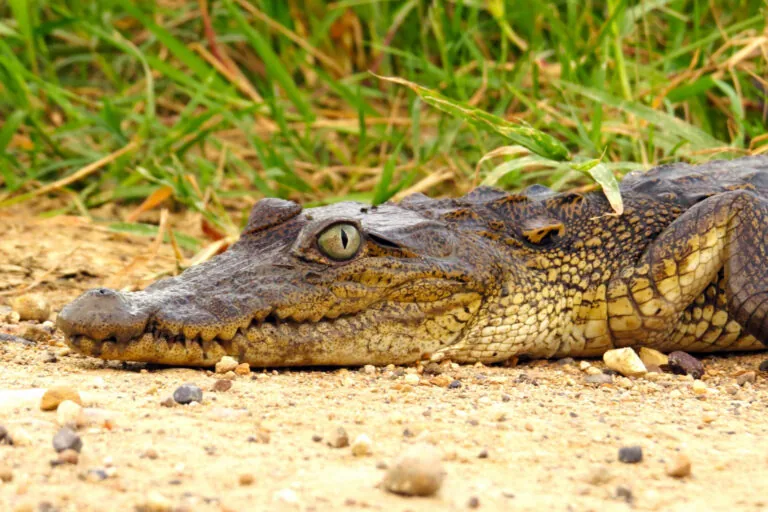 Azteca inspiração e crocodilos: Como biólogos estão restaurando manguezais no México