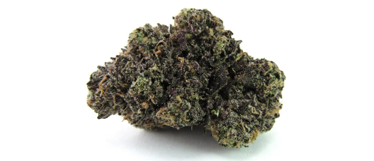 Top Cultivares de Maio de 2026 Destacadas pelo Terp Sherpa