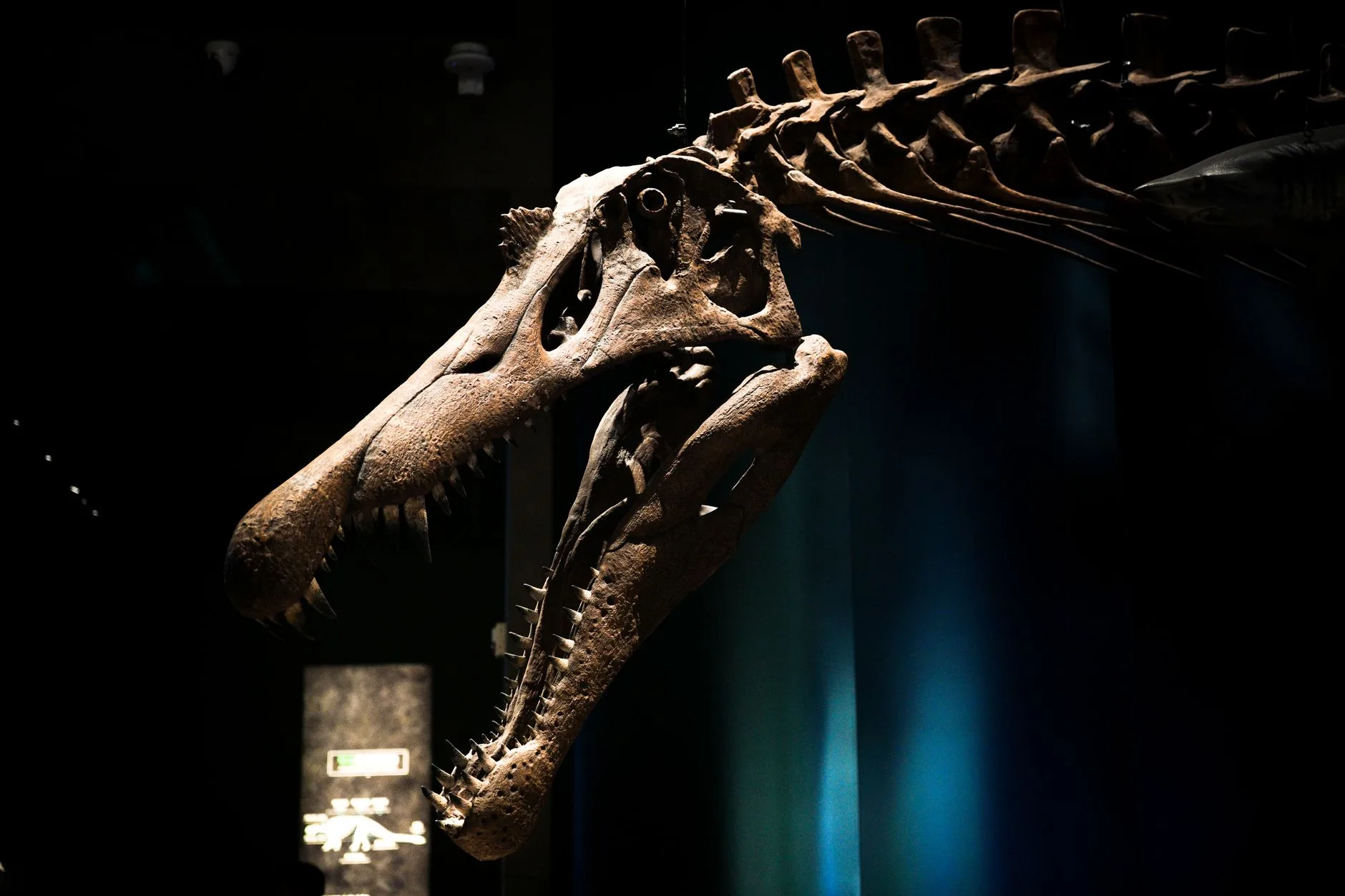 Por que crocodilos sobreviveram à extinção dos dinossauros?
