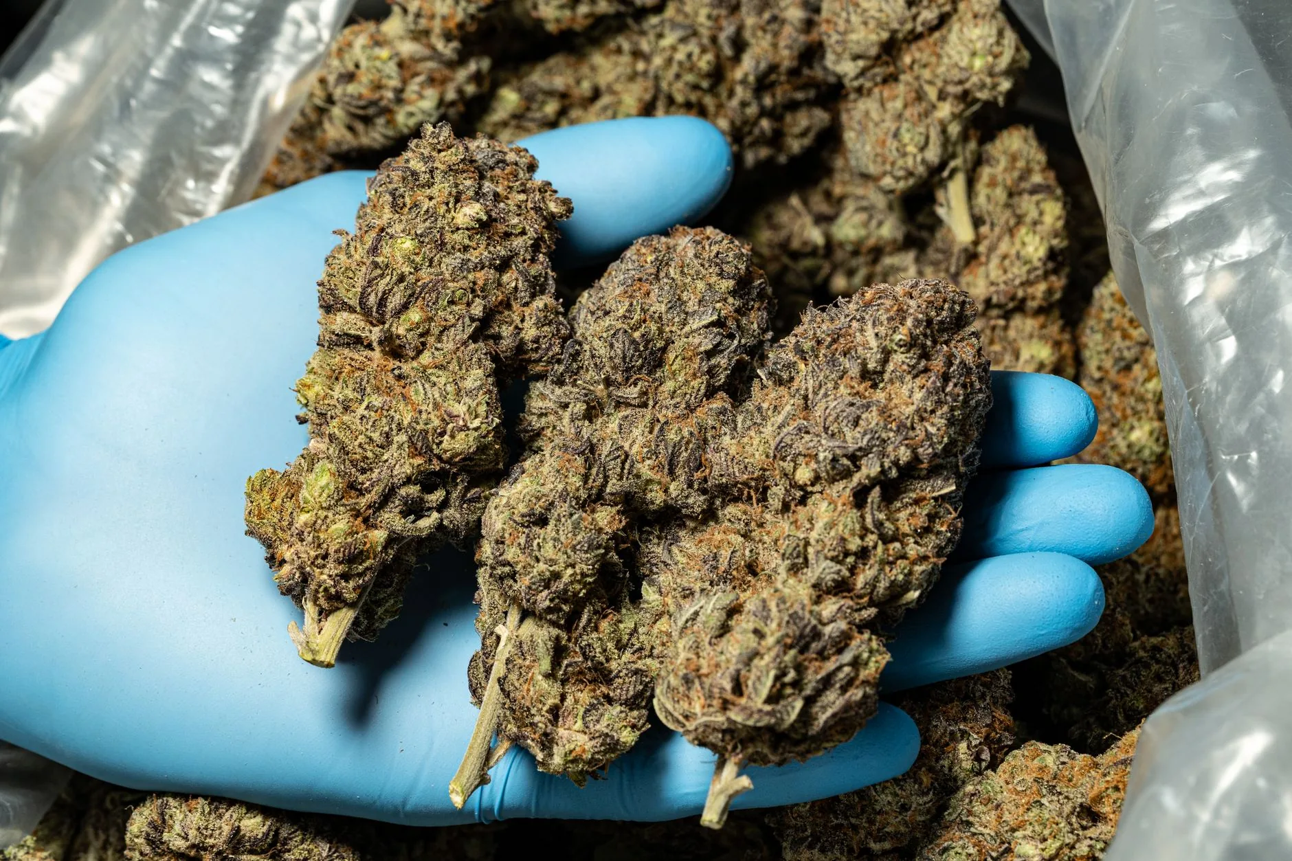 Appelo urgente ao governo sobre fornecimento de cannabis terapêutica