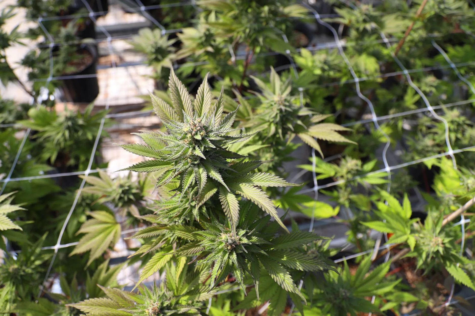 Uganda avança na indústria de cannabis medicinal