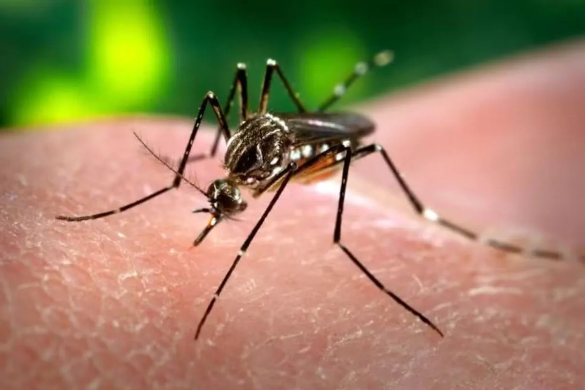 Paraíba registra aumento de mais de 16% nos casos de dengue até outubro e 14 mortes em 2026, aponta boletim epidemiológico