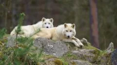 Menina ferida em ataque de lobo em parque de vida selvagem na Alemanha