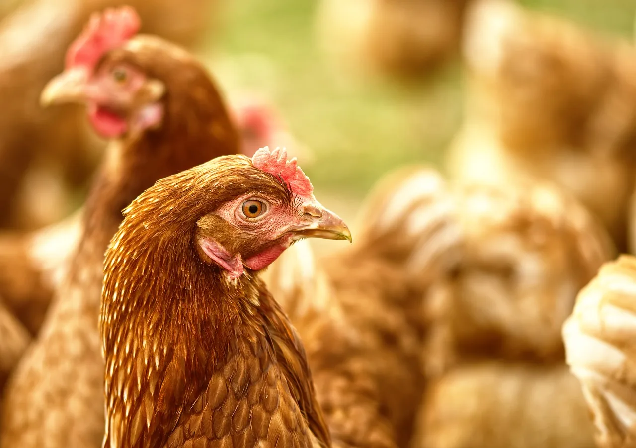 Santa Maria de Jetibá lidera produção de ovos no Brasil