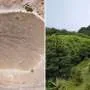 Ascensão: Projeto de plantio transformou ilha em floresta nublada