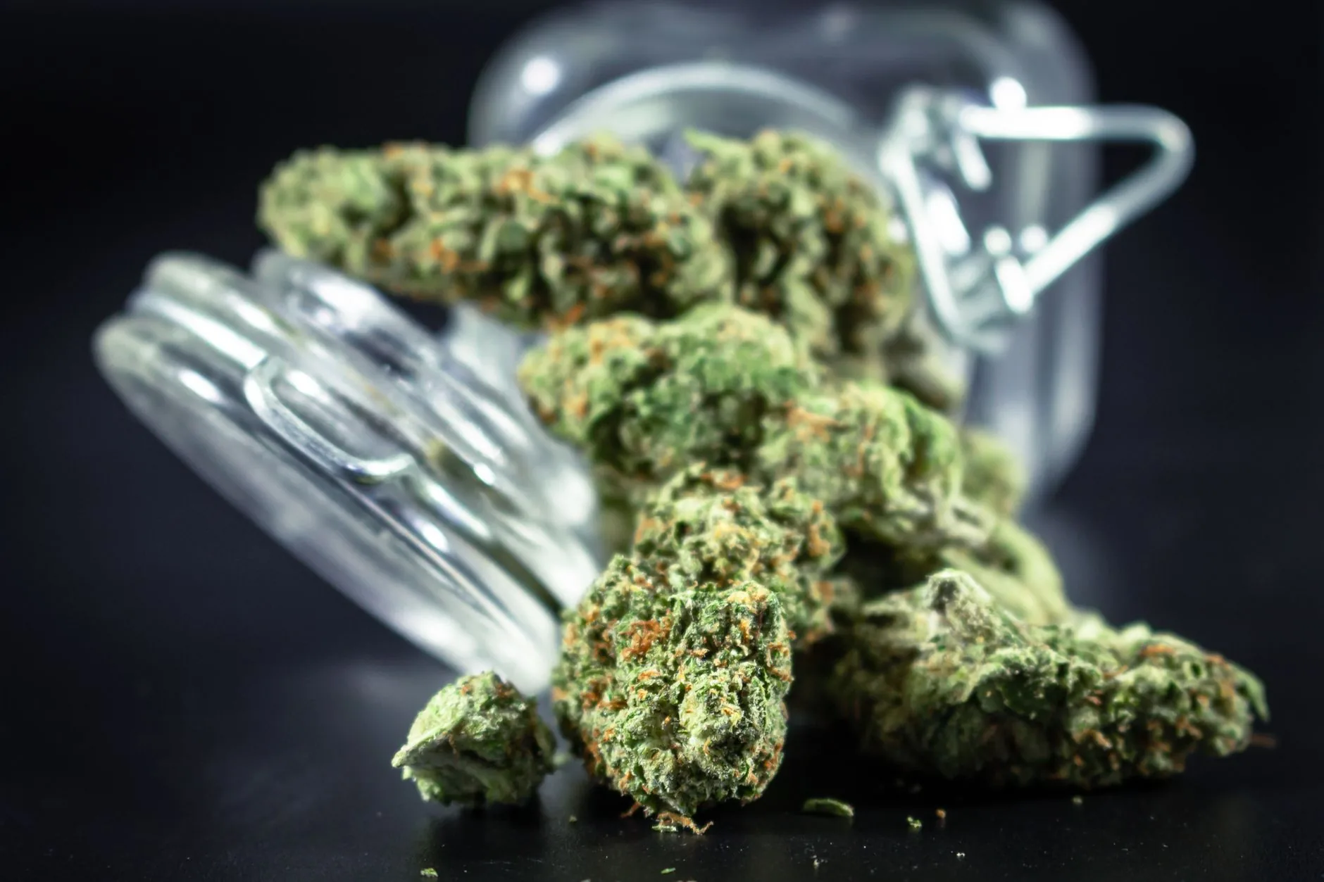 Estudo sugere riscos aumentados com cannabis medicinal de alta potência