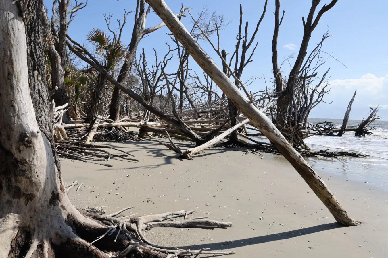Árvores mortas formam 'florestas fantasmagóricas' devido ao aumento do nível do mar