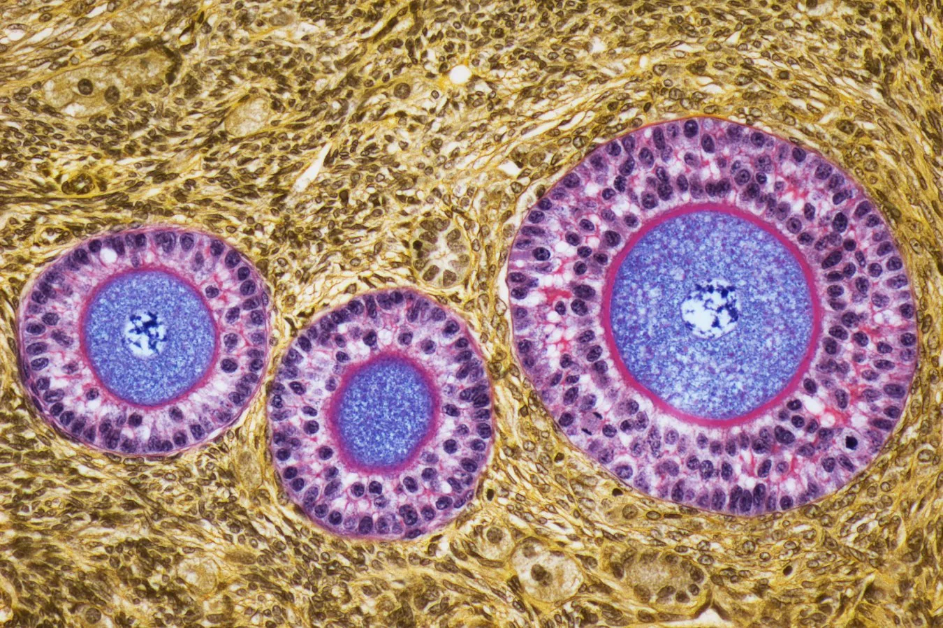Ovarian Age Adjusts to Recipient's Biological State