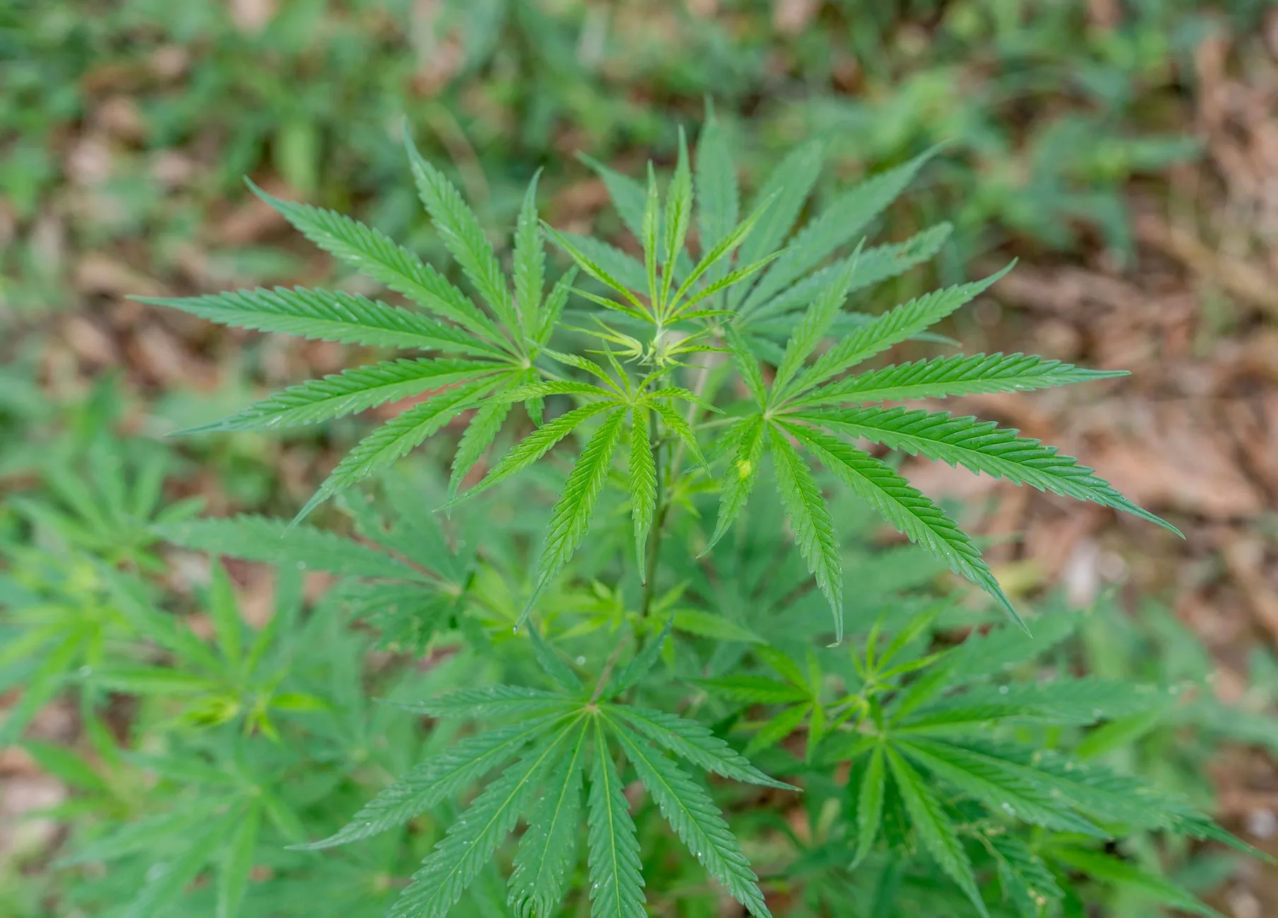 Nouvelle-Zélande testa cannabis medicinal para melhorar sono em pacientes com dor crônica