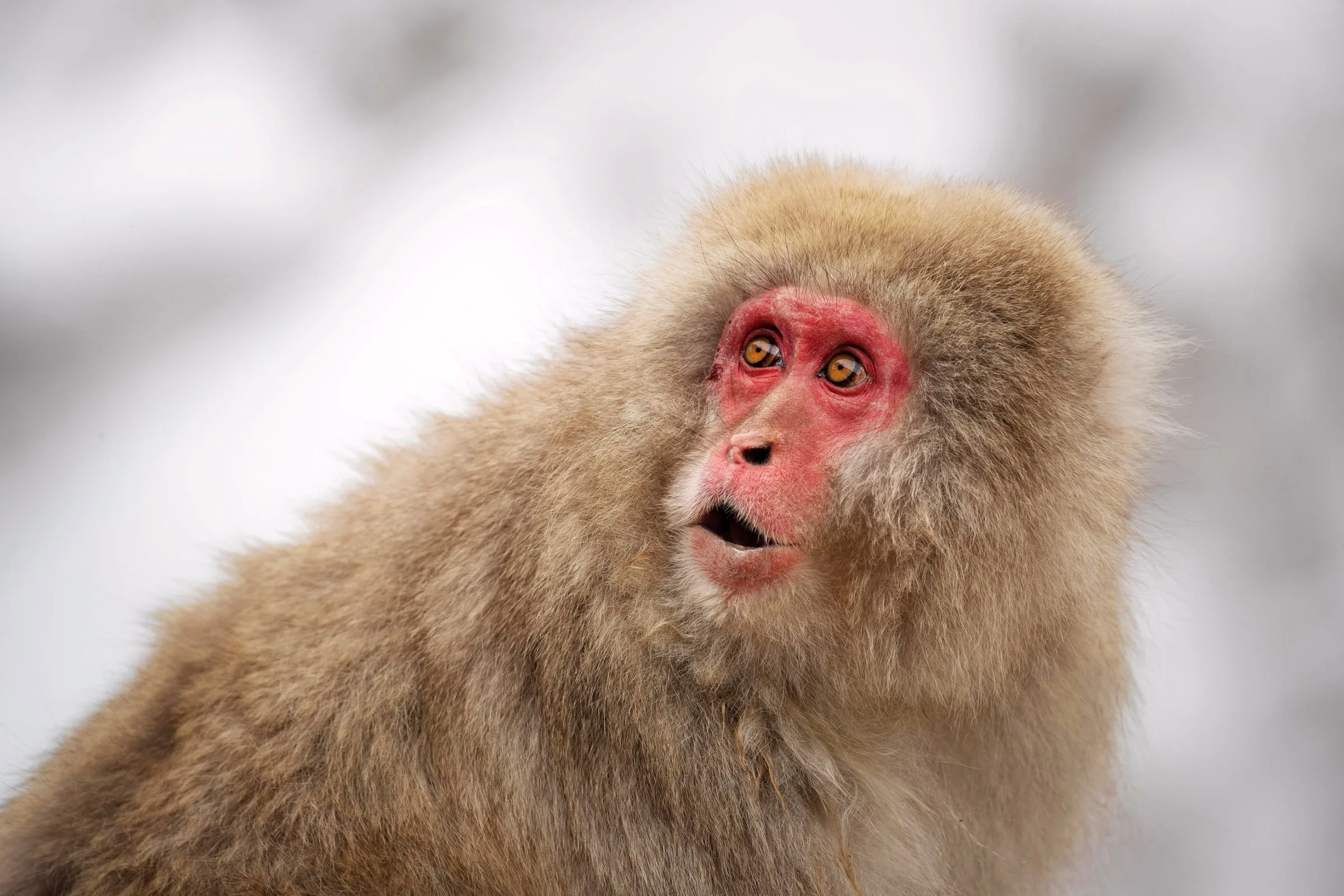 Teste revela diferenças na percepção visual entre humanos e macacos
