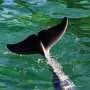 Conservacionistas alarmados com mortes de mamíferos marinhos em parques espanhóis
