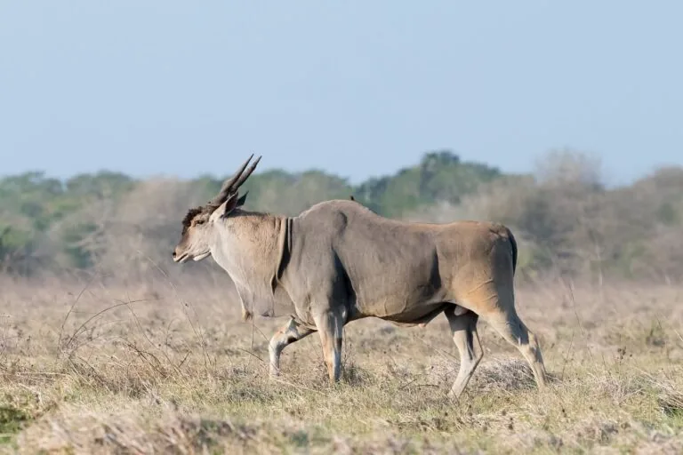 Operador de safári ganha prêmio pela conservação em Moçambique
