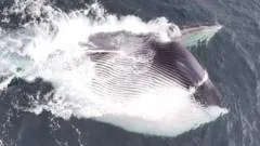 Fin whale captura impressionante em águas britânicas