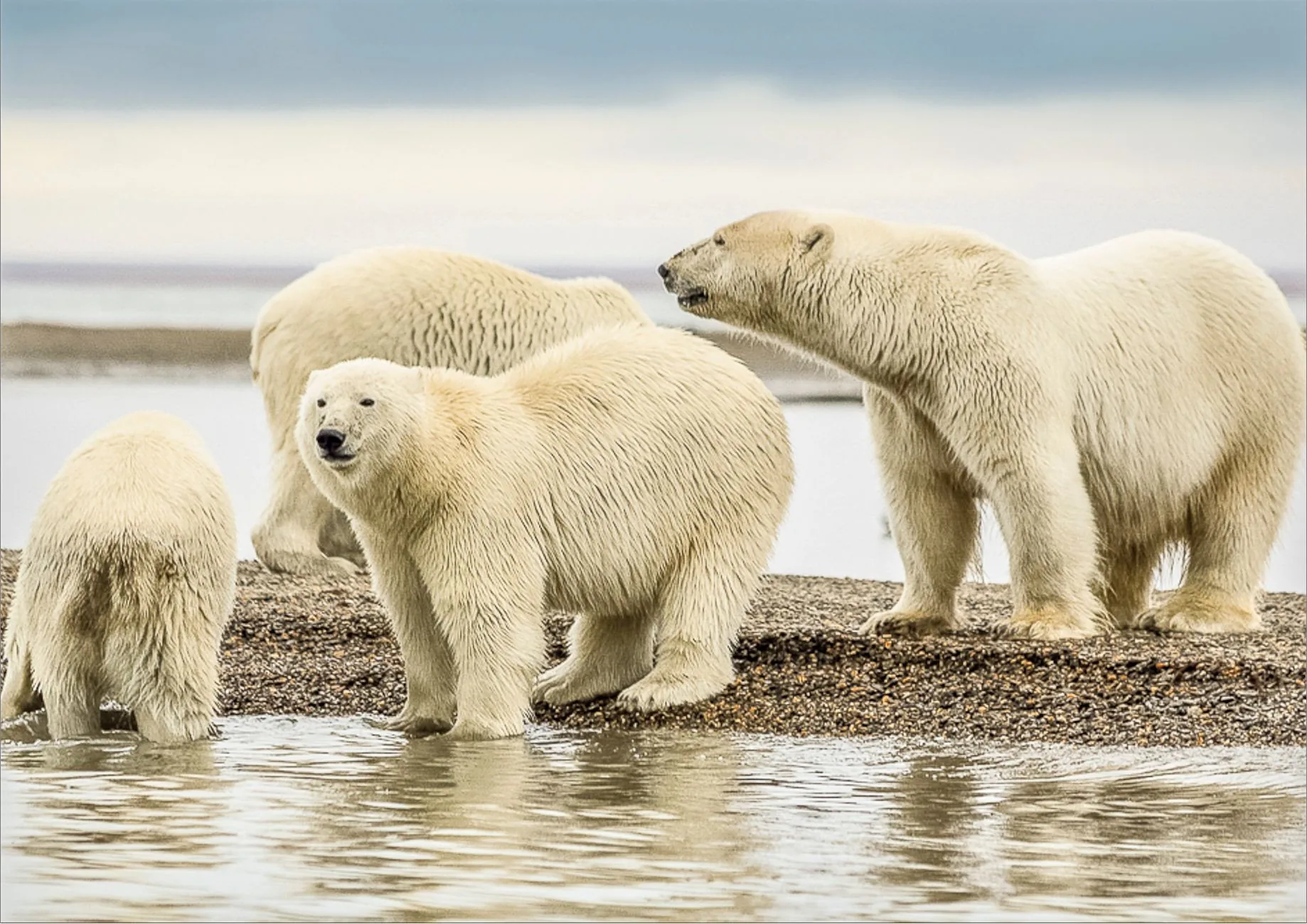Contexto: Fenômenos Climáticos e Impactos na Vida Selvagem