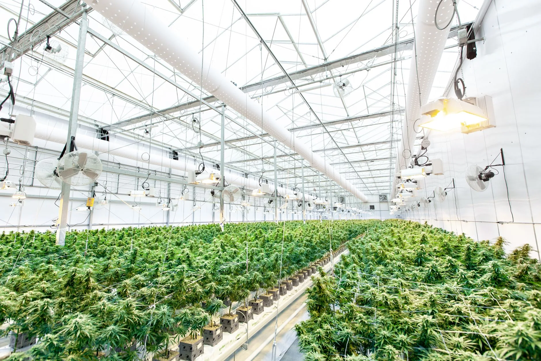 Cannavigia se torna parceira exclusiva comercial de Watter no setor de cannabis
