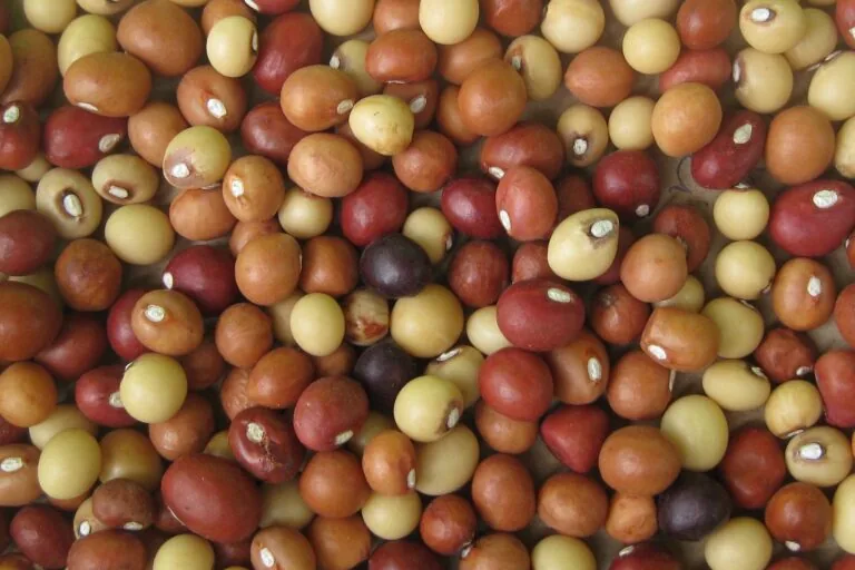 Ciência ajuda agricultores africanos a escolherem melhor época para plantar castanhas nativas