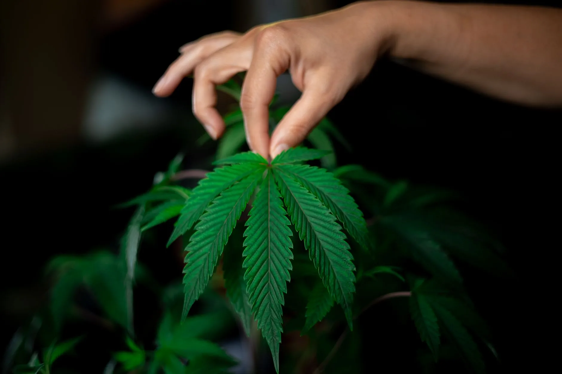 Nebraskenses podem opinar sobre novas regras para cannabis medicinal
