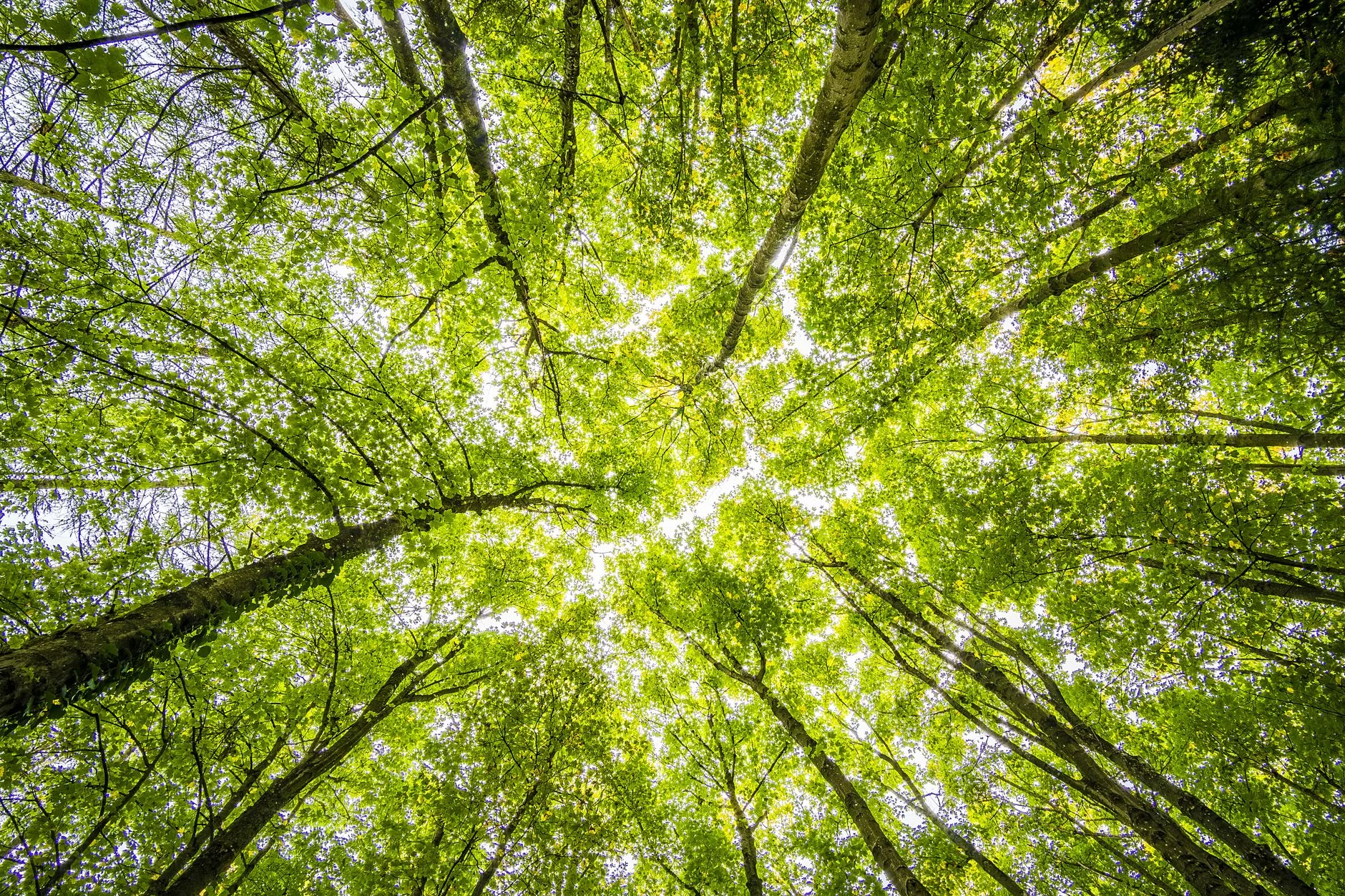 Balanço: As Principais Notícias do Meio Ambiente em 2023