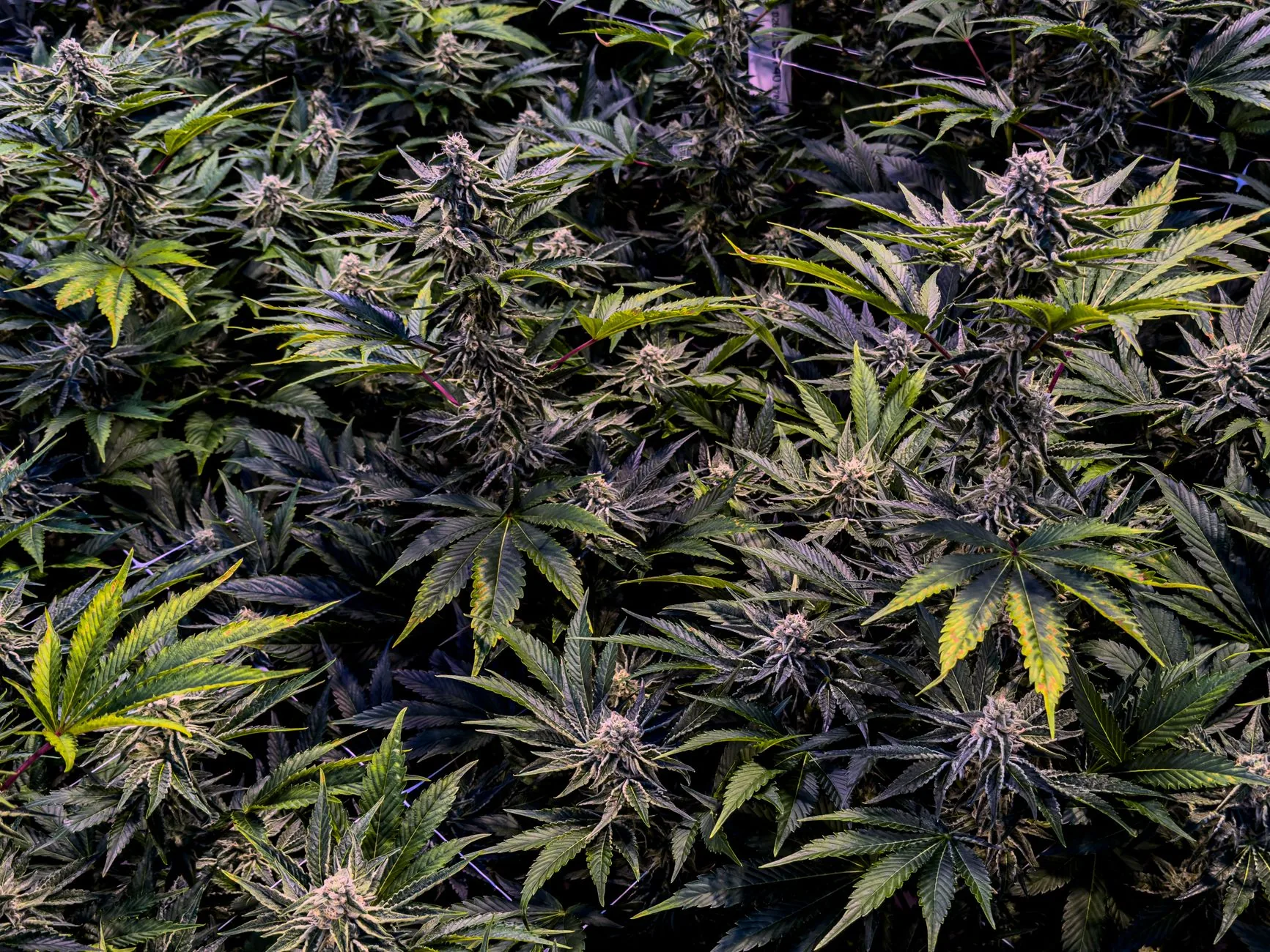 Investigadora analisará fatores sociais que influenciam cuidados com cannabis medicinal
