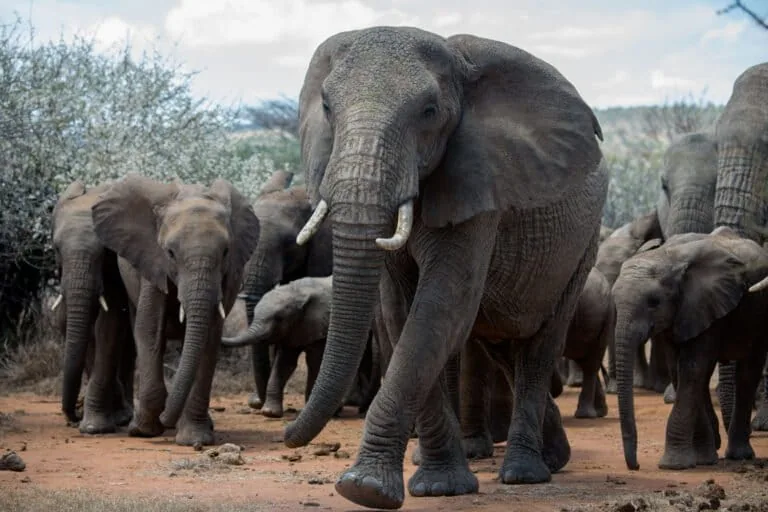 Grandes animais são armazenamentos de carbono vivos. Isso torna a sua conservação uma solução climática?