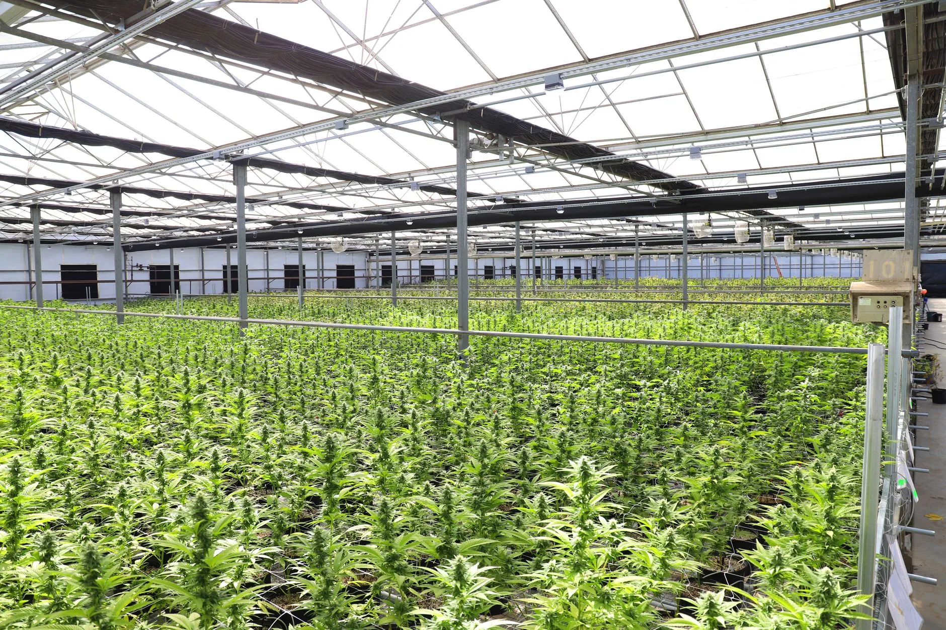 Cultivadores de cannabis medicinal em Nebraska pedem mudanças