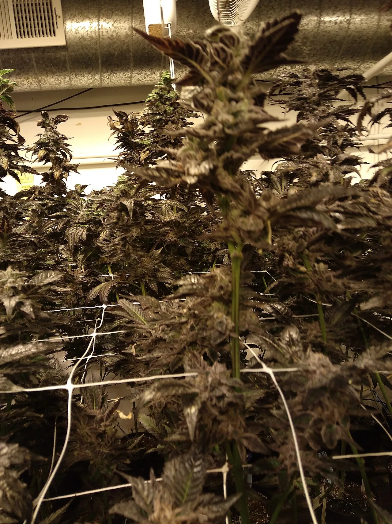 Psat/Fiocruz Brasília participa de encontro sobre cannabis medicinal e agricultura familiar