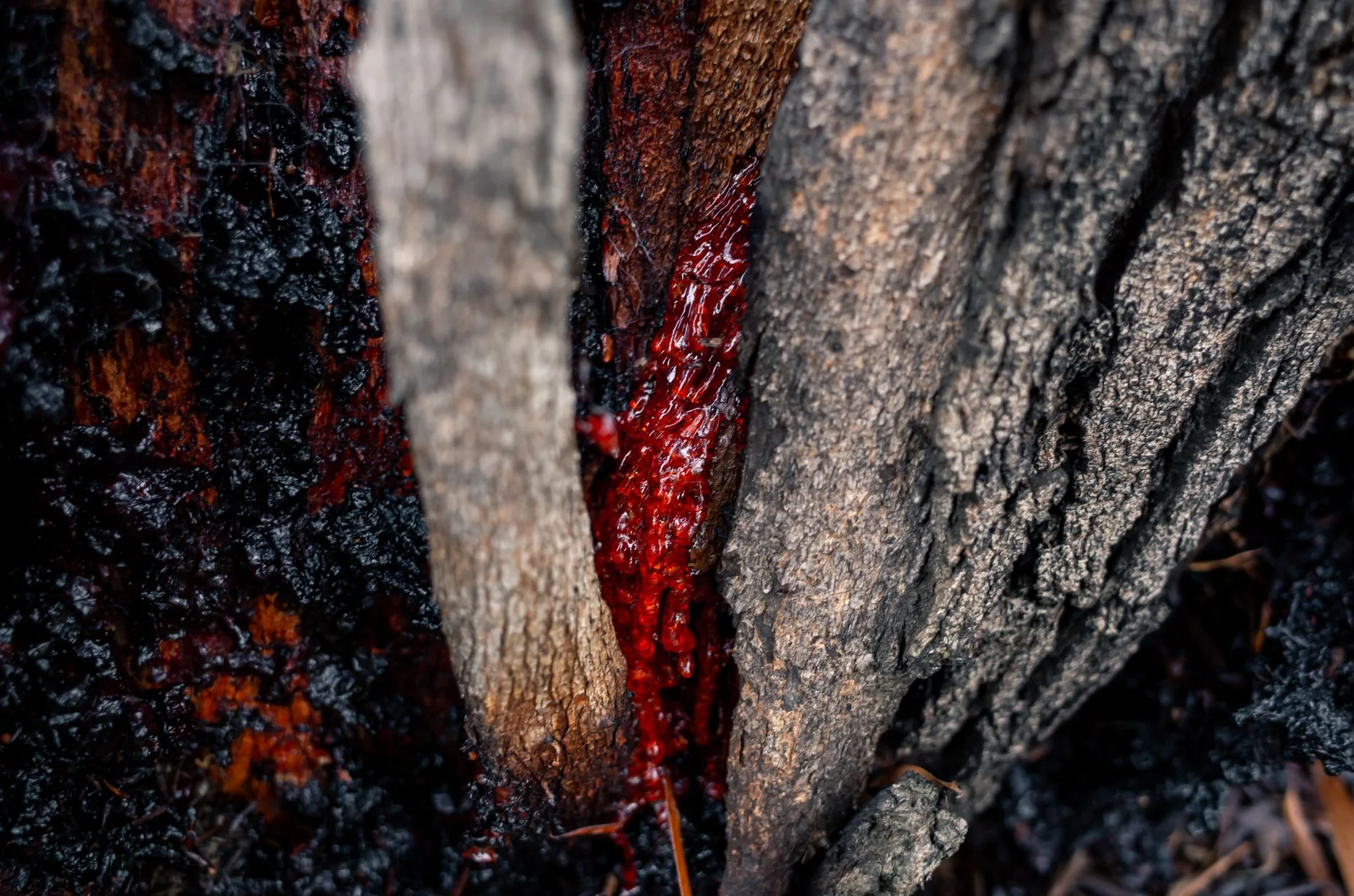 Neandertais podem ter usado cola pré-histórica como antibiótico