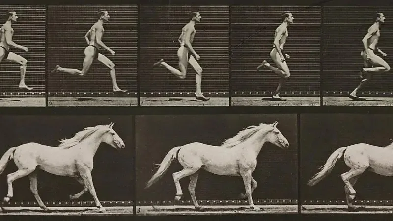 Animais que você pode vencer em uma corrida e os que são invencíveis