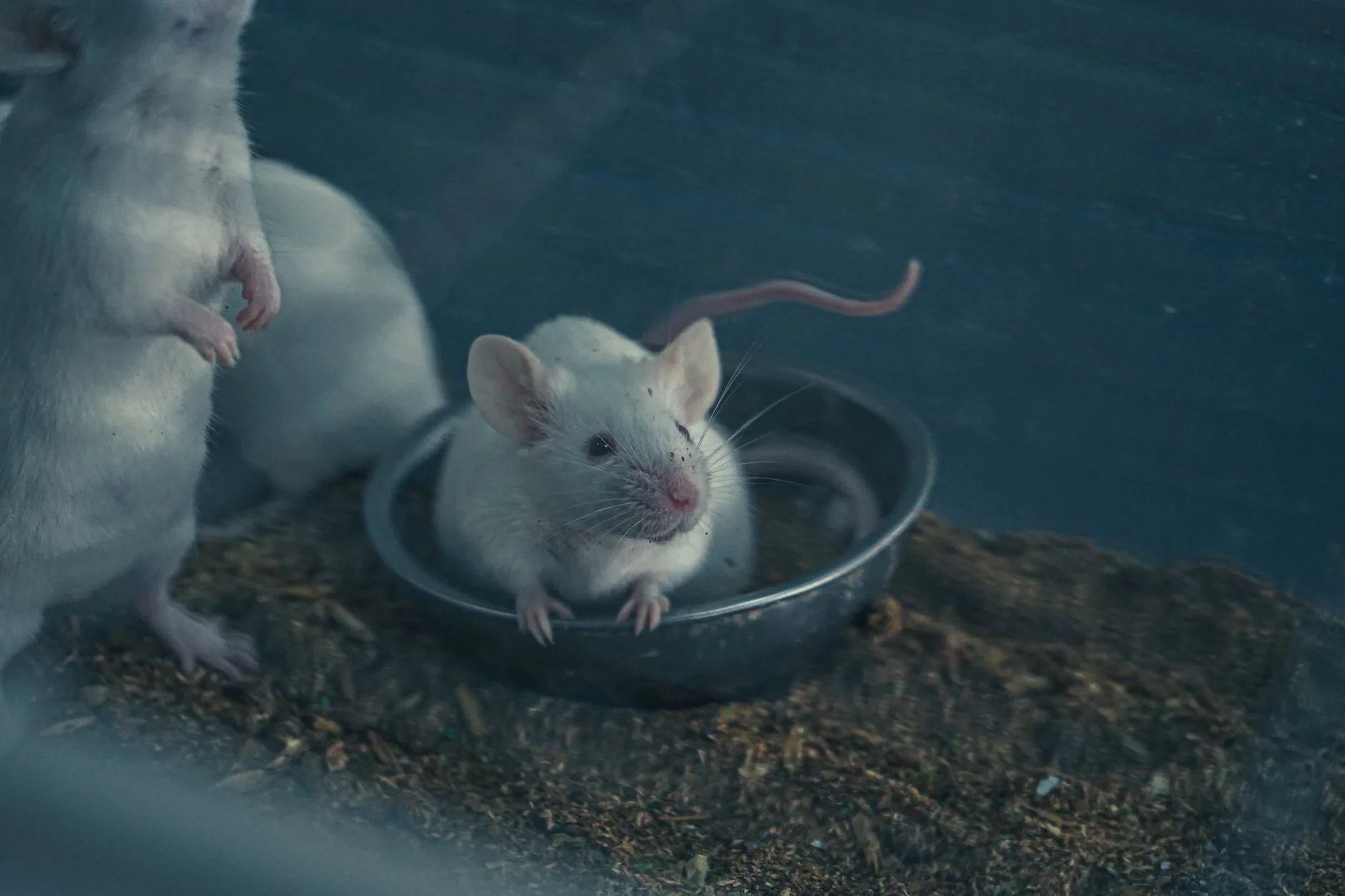 Canabidiol demonstra efeitos positivos contra dor neuropática em estudo com animais