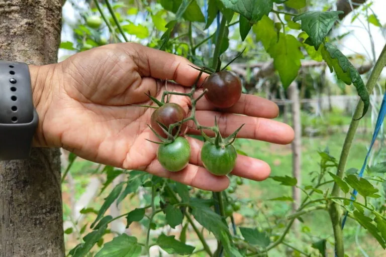 Indústria agrícola brasileira negligencia variedades de vegetais tradicionais