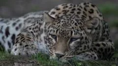 Zookeeper morre após ser atacada por leopardo